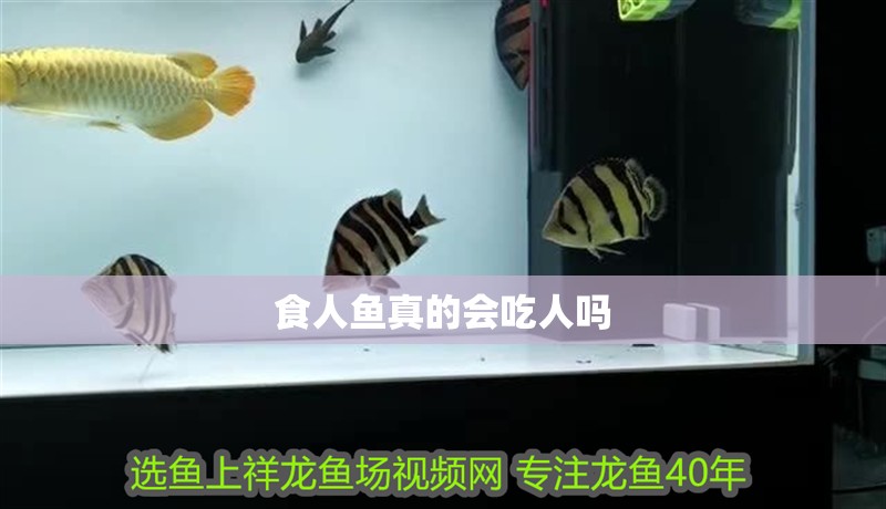 食人魚真的會吃人嗎 食人魚真的會吃人嗎 龍魚論壇