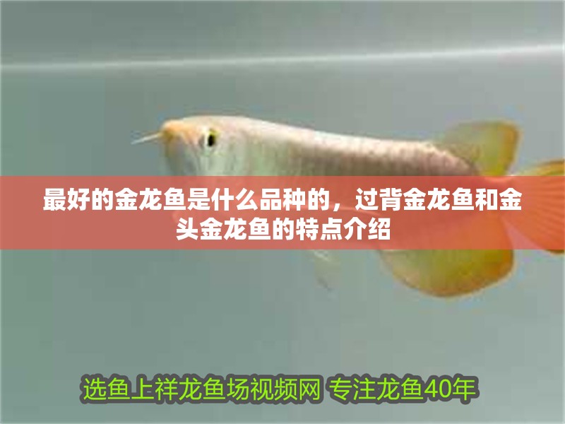 最好的金龍魚是什么品種的，過背金龍魚和金頭金龍魚的特點介紹