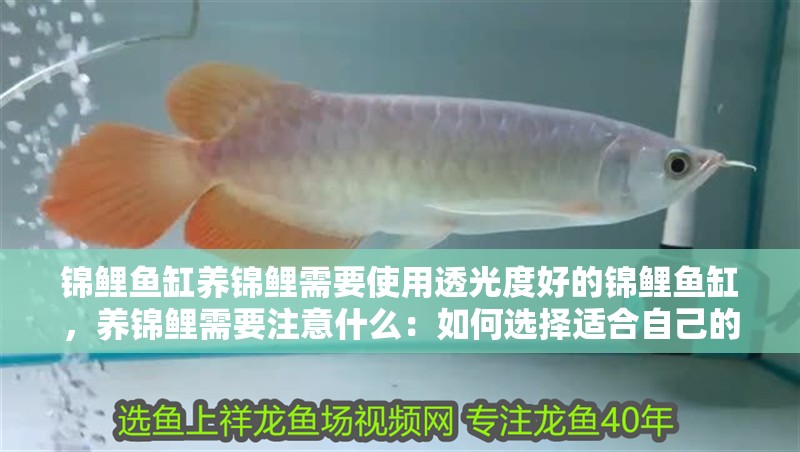 錦鯉魚缸養(yǎng)錦鯉需要使用透光度好的錦鯉魚缸，養(yǎng)錦鯉需要注意什么：如何選擇適合自己的錦鯉魚缸