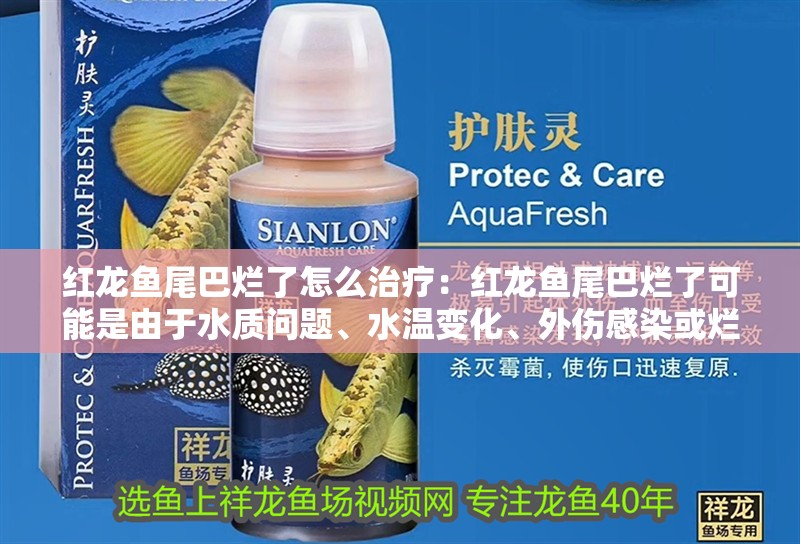 紅龍魚(yú)尾巴爛了怎么治療：紅龍魚(yú)尾巴爛了可能是由于水質(zhì)問(wèn)題、水溫變化、外傷感染或爛尾