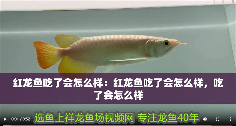 紅龍魚(yú)吃了會(huì)怎么樣：紅龍魚(yú)吃了會(huì)怎么樣，吃了會(huì)怎么樣 紅龍魚(yú)吃了會(huì)怎么樣：紅龍魚(yú)吃了會(huì)怎么樣，吃了會(huì)怎么樣 龍魚(yú)百科