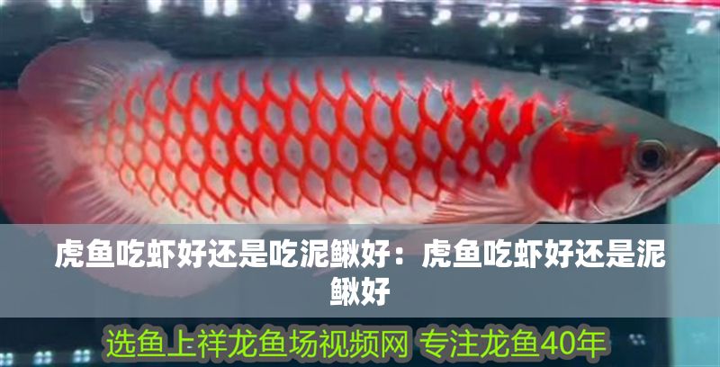 虎魚吃蝦好還是吃泥鰍好：虎魚吃蝦好還是泥鰍好