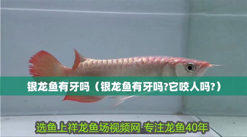 銀龍魚有牙嗎（銀龍魚有牙嗎?它咬人嗎?）