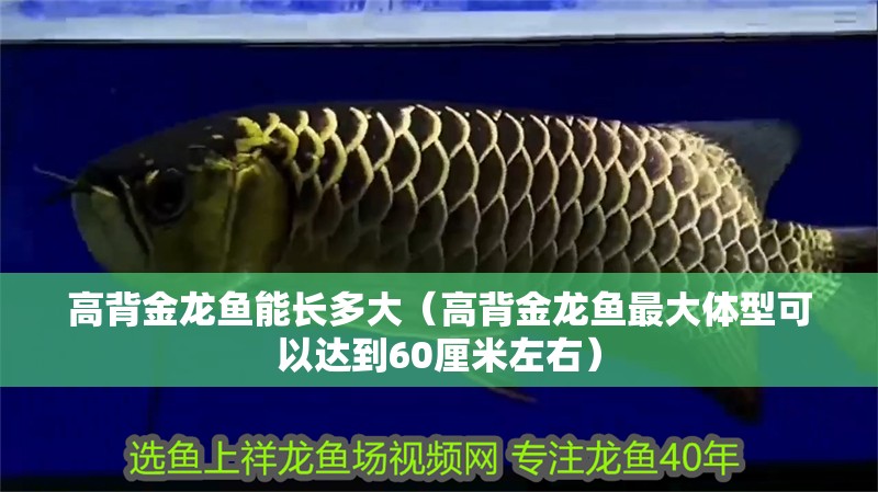 高背金龍魚能長多大（高背金龍魚最大體型可以達到60厘米左右）