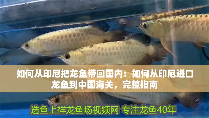 如何從印尼把龍魚帶回國內：如何從印尼進口龍魚到中國海關，完整指南