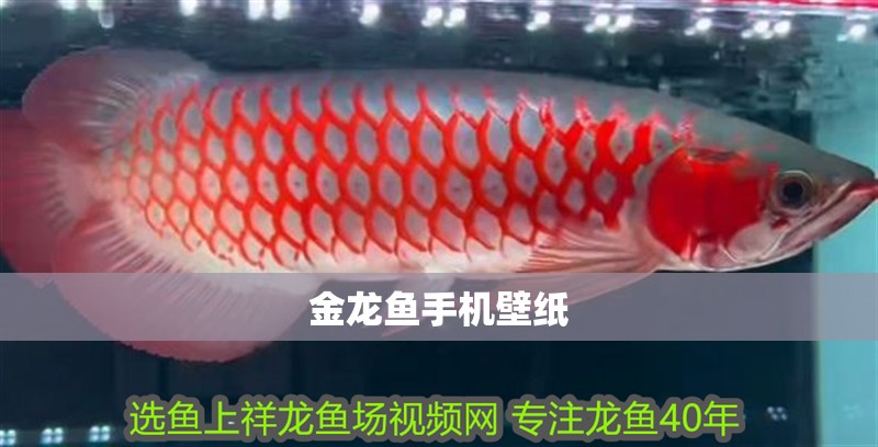 金龍魚手機壁紙