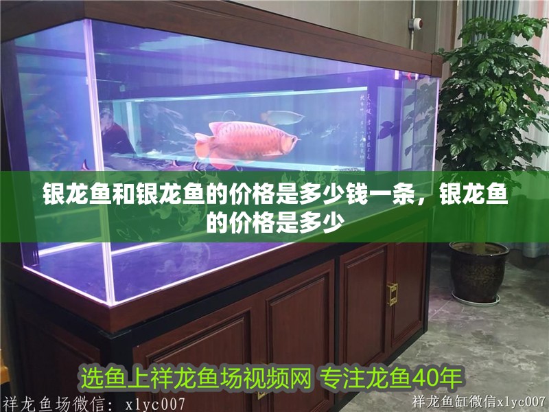 銀龍魚和銀龍魚的價格是多少錢一條，銀龍魚的價格是多少 銀龍魚和銀龍魚的價格是多少錢一條，銀龍魚的價格是多少 銀龍魚百科
