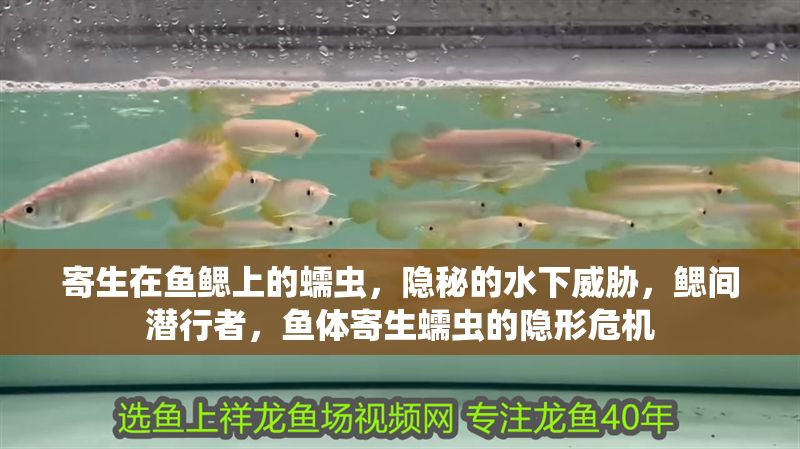 寄生在魚鰓上的蠕蟲，隱秘的水下威脅，鰓間潛行者，魚體寄生蠕蟲的隱形危機