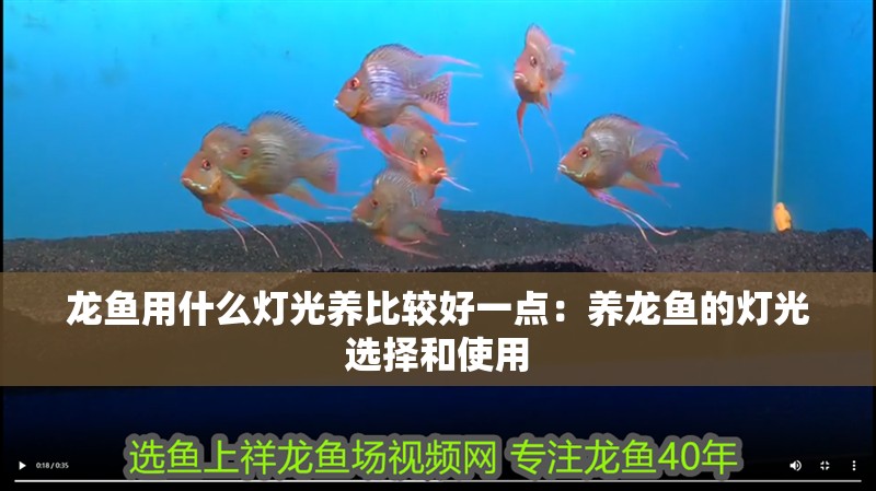 龍魚用什么燈光養(yǎng)比較好一點：養(yǎng)龍魚的燈光選擇和使用