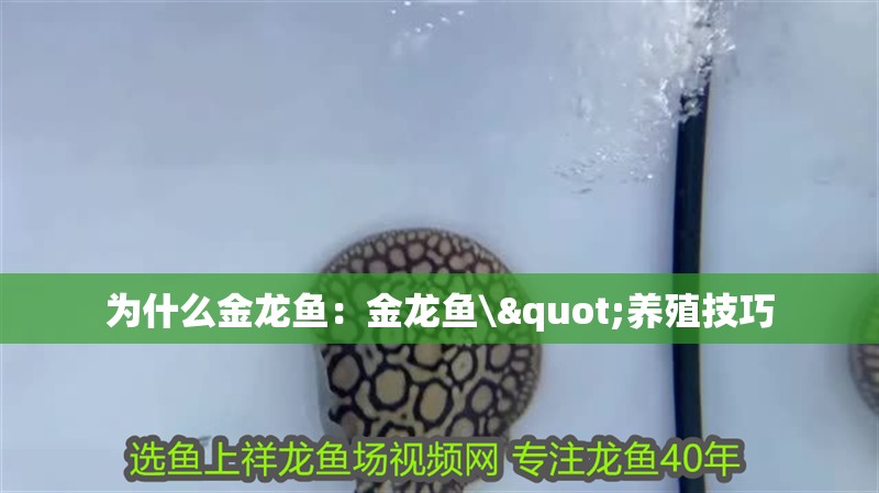 魚缸用增氧泵價(jià)格是多少:魚缸增氧機(jī)-xtrac增氧機(jī)-xtrac增氧機(jī) 為什么金龍魚:金龍魚\"養(yǎng)殖技巧 龍魚百科 為什么金龍魚:金龍魚\"養(yǎng)殖技巧 為什么金龍魚:金龍魚\"養(yǎng)殖技巧 龍魚百科