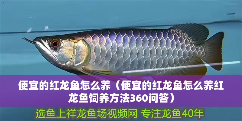 便宜的紅龍魚怎么養（便宜的紅龍魚怎么養紅龍魚飼養方法360問答）