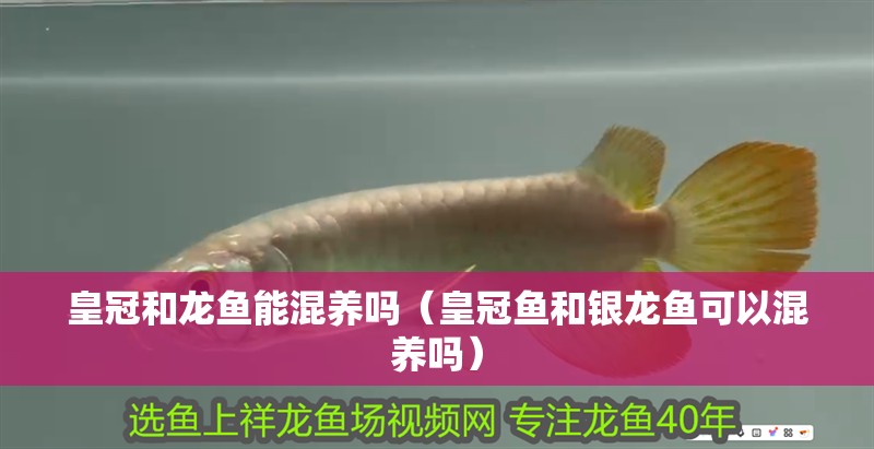 皇冠和龍魚能混養(yǎng)嗎（皇冠魚和銀龍魚可以混養(yǎng)嗎）