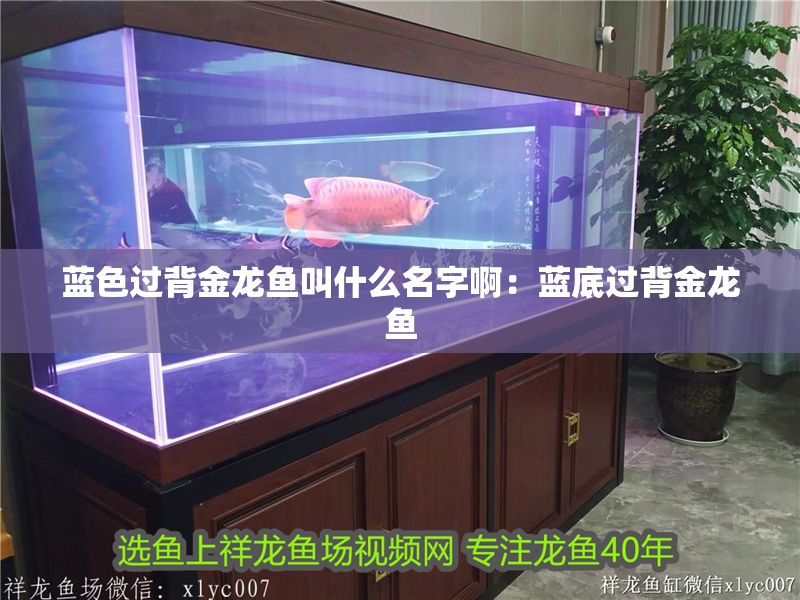 藍色過背金龍魚叫什么名字啊：藍底過背金龍魚