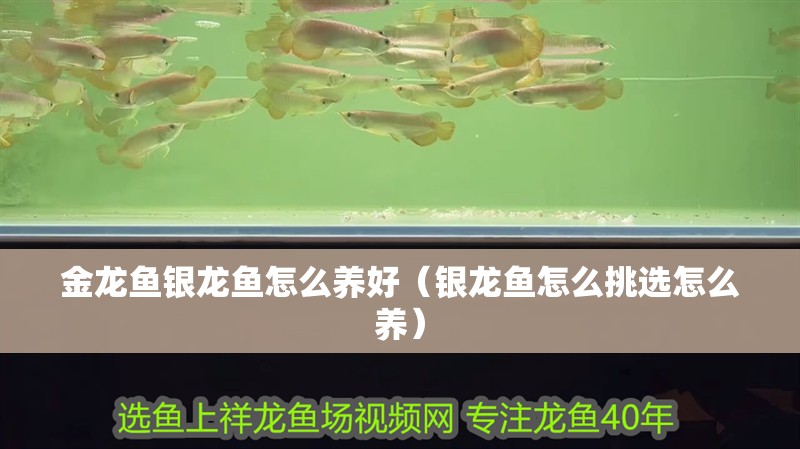 魚缸用增氧泵價格是多少:魚缸增氧機-xtrac增氧機-xtrac增氧機 金龍魚銀龍魚怎么養好(銀龍魚怎么挑選怎么養) 銀龍魚百科 金龍魚銀龍魚怎么養好(銀龍魚怎么挑選怎么養) 金龍魚銀龍魚怎么養好(銀龍魚怎么挑選怎么養) 銀龍魚百科