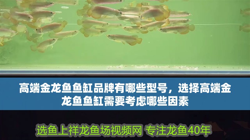 高端金龍魚魚缸品牌有哪些型號，選擇高端金龍魚魚缸需要考慮哪些因素