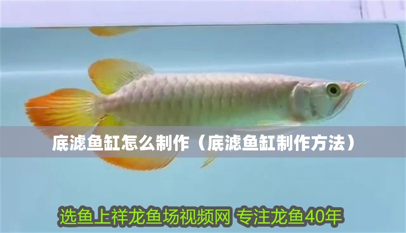 底濾魚缸怎么制作（底濾魚缸制作方法） 底濾魚缸怎么制作（底濾魚缸制作方法） 魚缸百科