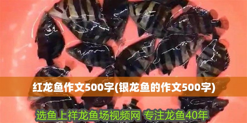 紅龍魚作文500字(銀龍魚的作文500字)