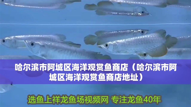 哈爾濱市阿城區海洋觀賞魚商店（哈爾濱市阿城區海洋觀賞魚商店地址）