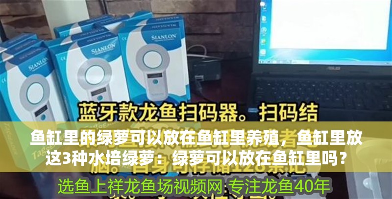 魚缸里的綠蘿可以放在魚缸里養殖，魚缸里放這3種水培綠蘿：綠蘿可以放在魚缸里嗎？