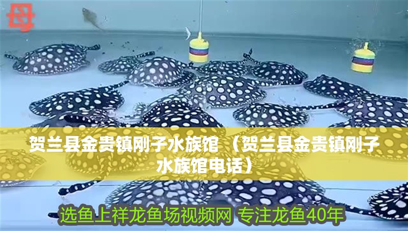賀蘭縣金貴鎮剛子水族館 （賀蘭縣金貴鎮剛子水族館電話）