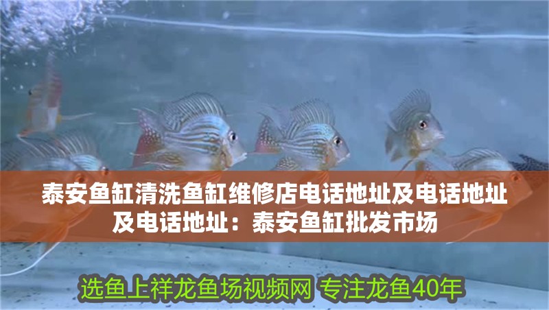 泰安魚(yú)缸清洗魚(yú)缸維修店電話地址及電話地址及電話地址：泰安魚(yú)缸批發(fā)市場(chǎng)