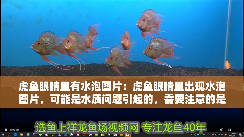 虎魚眼睛里有水泡圖片：虎魚眼睛里出現水泡圖片，可能是水質問題引起的，需要注意的是