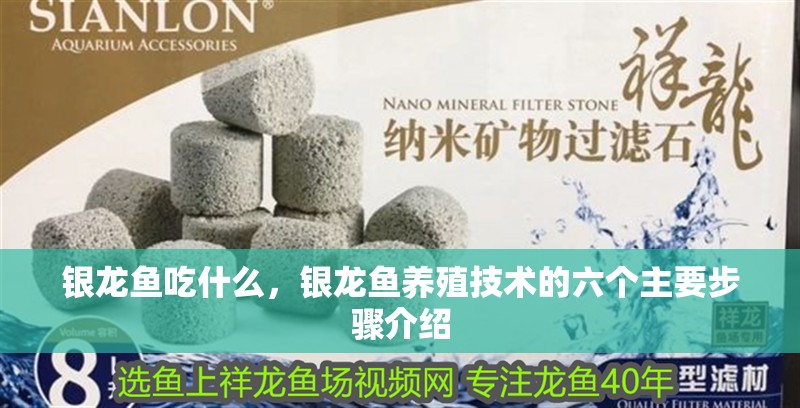 銀龍魚吃什么，銀龍魚養殖技術的六個主要步驟介紹