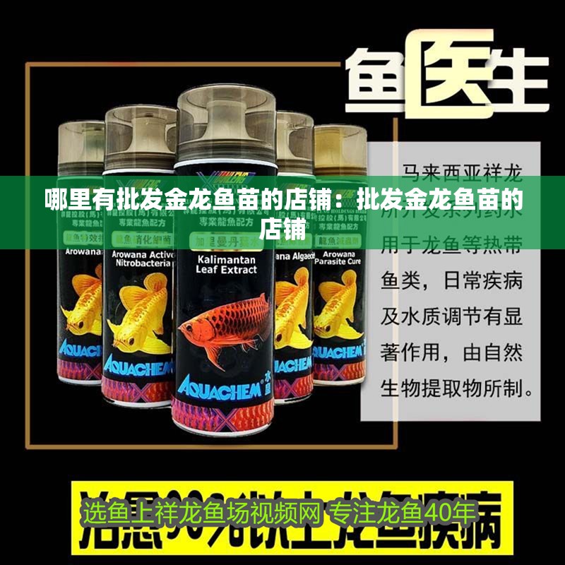 哪里有批發(fā)金龍魚(yú)苗的店鋪：批發(fā)金龍魚(yú)苗的店鋪