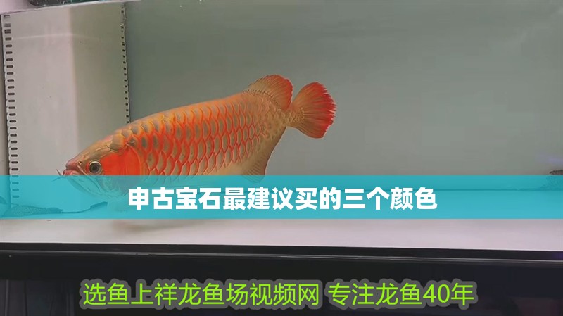 龍魚干蝦有營養嗎 申古寶石最建議買的三個顏色 龍魚論壇 申古寶石最建議買的三個顏色 申古寶石最建議買的三個顏色 龍魚論壇