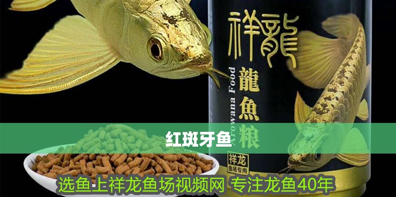 紅斑牙魚