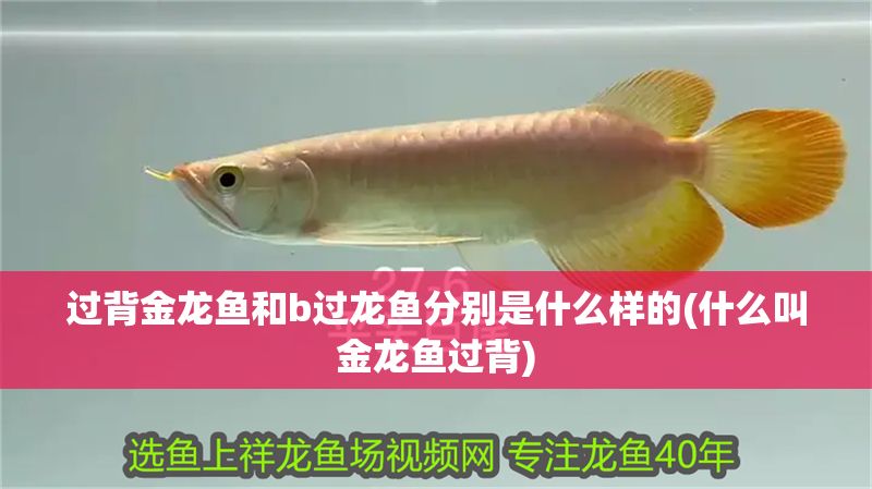 過背金龍魚和b過龍魚分別是什么樣的(什么叫金龍魚過背) 金龍魚百科 第1張 過背金龍魚和b過龍魚分別是什么樣的(什么叫金龍魚過背) 過背金龍魚和b過龍魚分別是什么樣的(什么叫金龍魚過背) 金龍魚百科 第1張