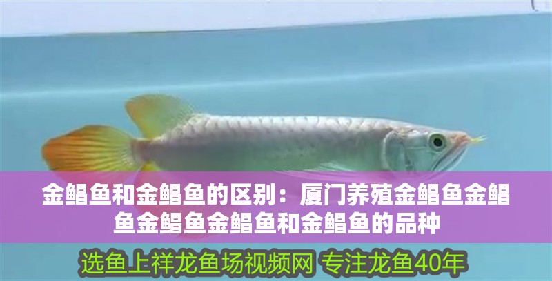 金鯧魚和金鯧魚的區別：廈門養殖金鯧魚金鯧魚金鯧魚金鯧魚和金鯧魚的品種