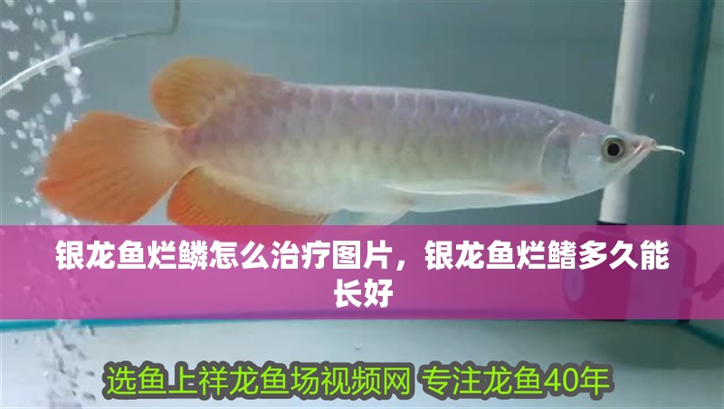 銀龍魚爛鱗怎么治療圖片，銀龍魚爛鰭多久能長好