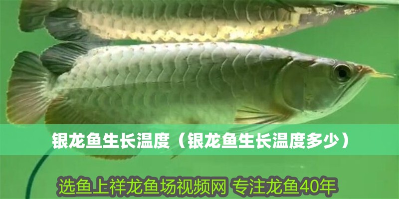 銀龍魚生長溫度（銀龍魚生長溫度多少）