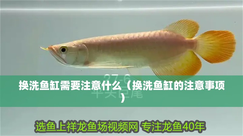 換洗魚缸需要注意什么（換洗魚缸的注意事項）