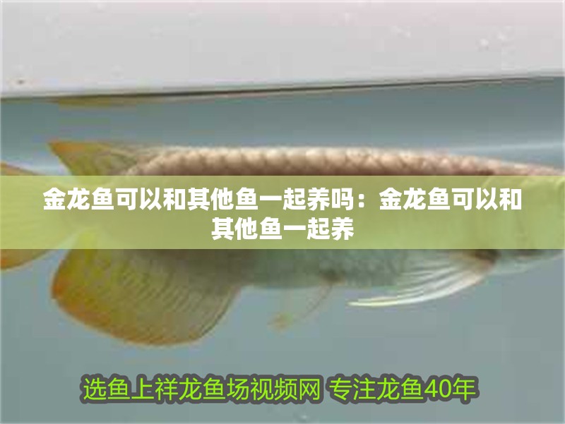 金龍魚可以和其他魚一起養嗎：金龍魚可以和其他魚一起養