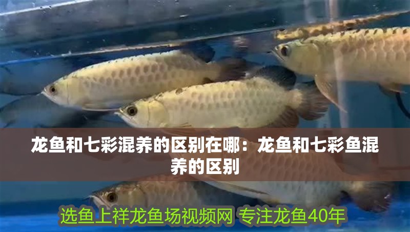 龍魚干蝦有營養嗎 龍魚和七彩混養的區別在哪:龍魚和七彩魚混養的區別 龍魚百科 龍魚和七彩混養的區別在哪:龍魚和七彩魚混養的區別 龍魚和七彩混養的區別在哪:龍魚和七彩魚混養的區別 龍魚百科