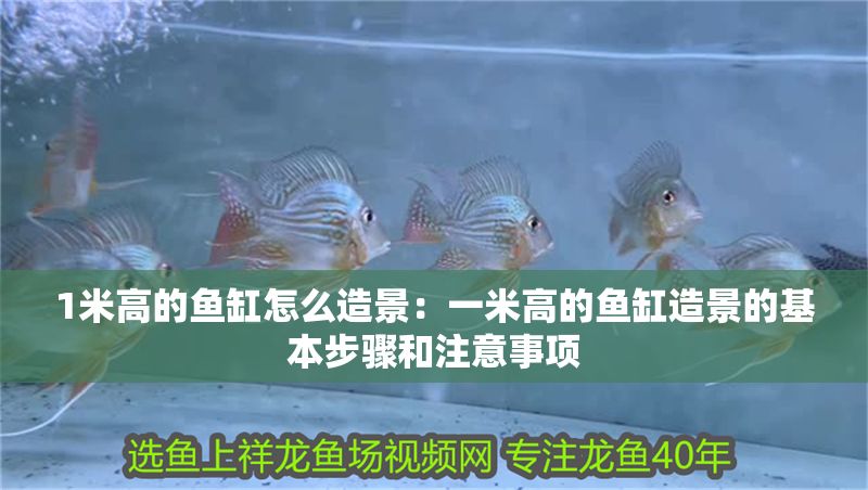 1米高的魚缸怎么造景：一米高的魚缸造景的基本步驟和注意事項