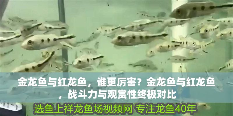 金龍魚與紅龍魚，誰更厲害？金龍魚與紅龍魚，戰斗力與觀賞性終極對比 金龍魚與紅龍魚，誰更厲害？金龍魚與紅龍魚，戰斗力與觀賞性終極對比 龍魚百科 第1張