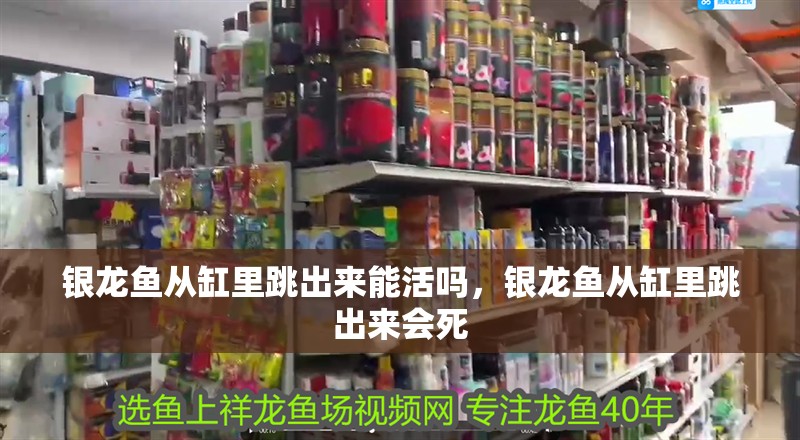 銀龍魚從缸里跳出來能活嗎，銀龍魚從缸里跳出來會(huì)死