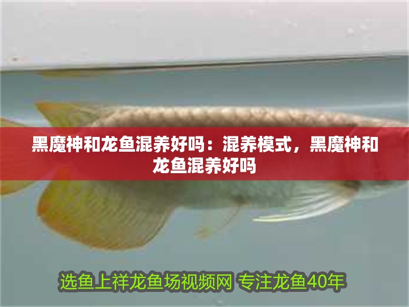 黑魔神和龍魚(yú)混養(yǎng)好嗎：混養(yǎng)模式，黑魔神和龍魚(yú)混養(yǎng)好嗎