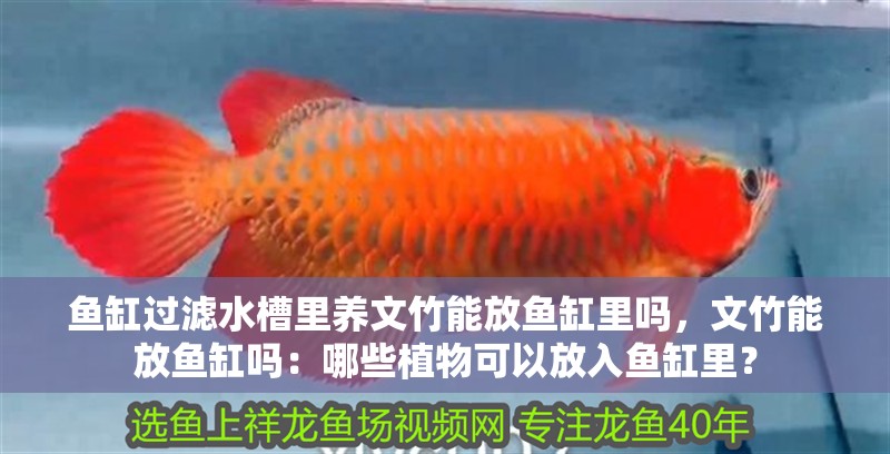 魚缸過濾水槽里養文竹能放魚缸里嗎，文竹能放魚缸嗎：哪些植物可以放入魚缸里？