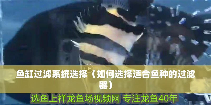 魚缸過濾系統選擇（如何選擇適合魚種的過濾器）