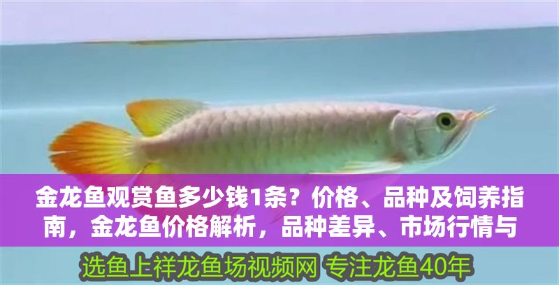 金龍魚觀賞魚多少錢1條？價格、品種及飼養(yǎng)指南，金龍魚價格解析，品種差異、市場行情與飼養(yǎng)要點
