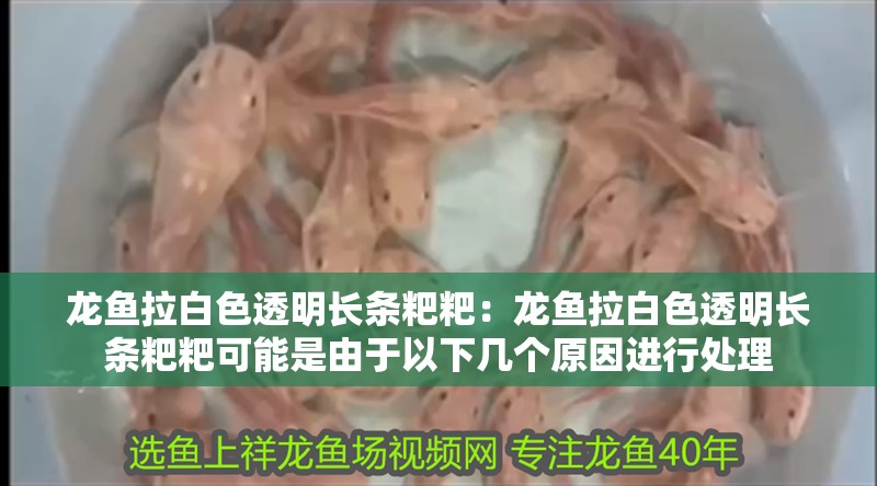 龍魚拉白色透明長條粑粑：龍魚拉白色透明長條粑粑可能是由于以下幾個原因進(jìn)行處理