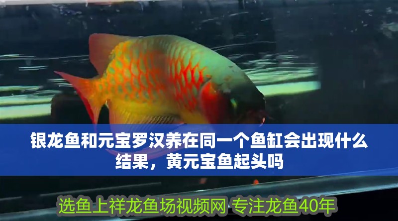 銀龍魚和元寶羅漢養(yǎng)在同一個魚缸會出現(xiàn)什么結(jié)果，黃元寶魚起頭嗎