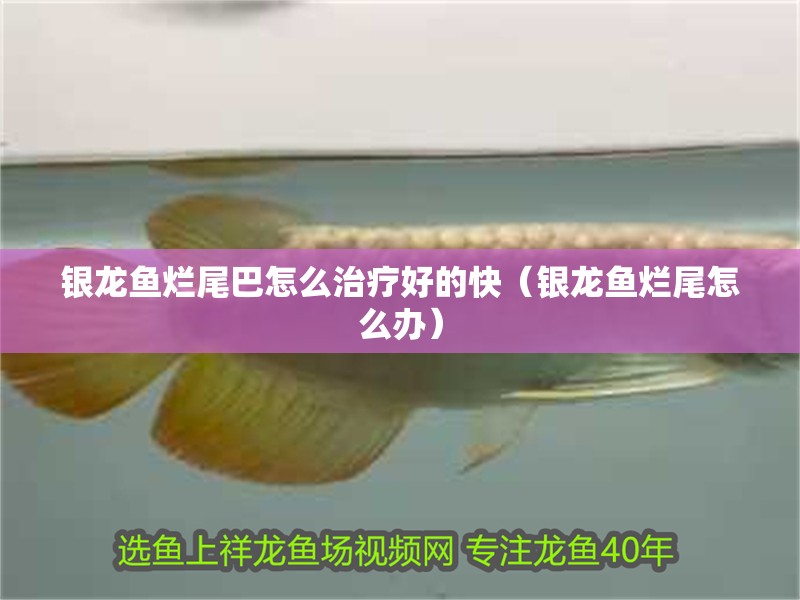 我的虎魚真菌感染了要怎么處理 銀龍魚爛尾巴怎么治療好的快(銀龍魚爛尾怎么辦) 銀龍魚百科 銀龍魚爛尾巴怎么治療好的快(銀龍魚爛尾怎么辦) 銀龍魚爛尾巴怎么治療好的快(銀龍魚爛尾怎么辦) 銀龍魚百科