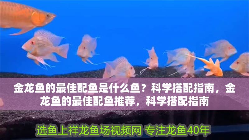 金龍魚(yú)的最佳配魚(yú)是什么魚(yú)?科學(xué)搭配指南,金龍魚(yú)的最佳配魚(yú)推薦,科學(xué)搭配指南 龍魚(yú)百科 第1張 金龍魚(yú)的最佳配魚(yú)是什么魚(yú)?科學(xué)搭配指南,金龍魚(yú)的最佳配魚(yú)推薦,科學(xué)搭配指南 金龍魚(yú)的最佳配魚(yú)是什么魚(yú)?科學(xué)搭配指南,金龍魚(yú)的最佳配魚(yú)推薦,科學(xué)搭配指南 龍魚(yú)百科 第1張