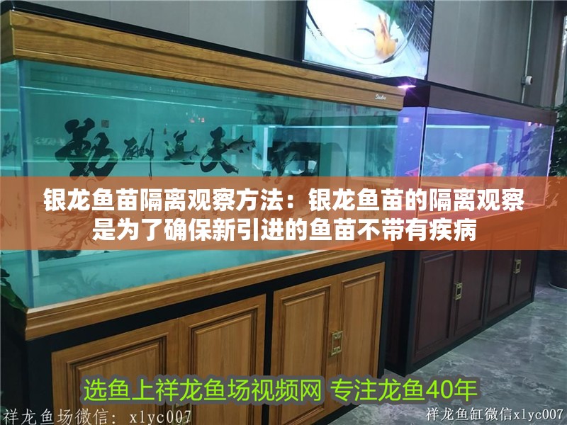 銀龍魚苗隔離觀察方法：銀龍魚苗的隔離觀察是為了確保新引進的魚苗不帶有疾病 銀龍魚苗隔離觀察方法：銀龍魚苗的隔離觀察是為了確保新引進的魚苗不帶有疾病 龍魚百科
