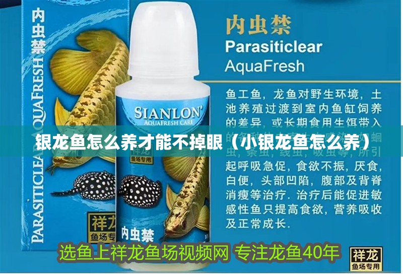 銀龍魚怎么養(yǎng)才能不掉眼（小銀龍魚怎么養(yǎng)）
